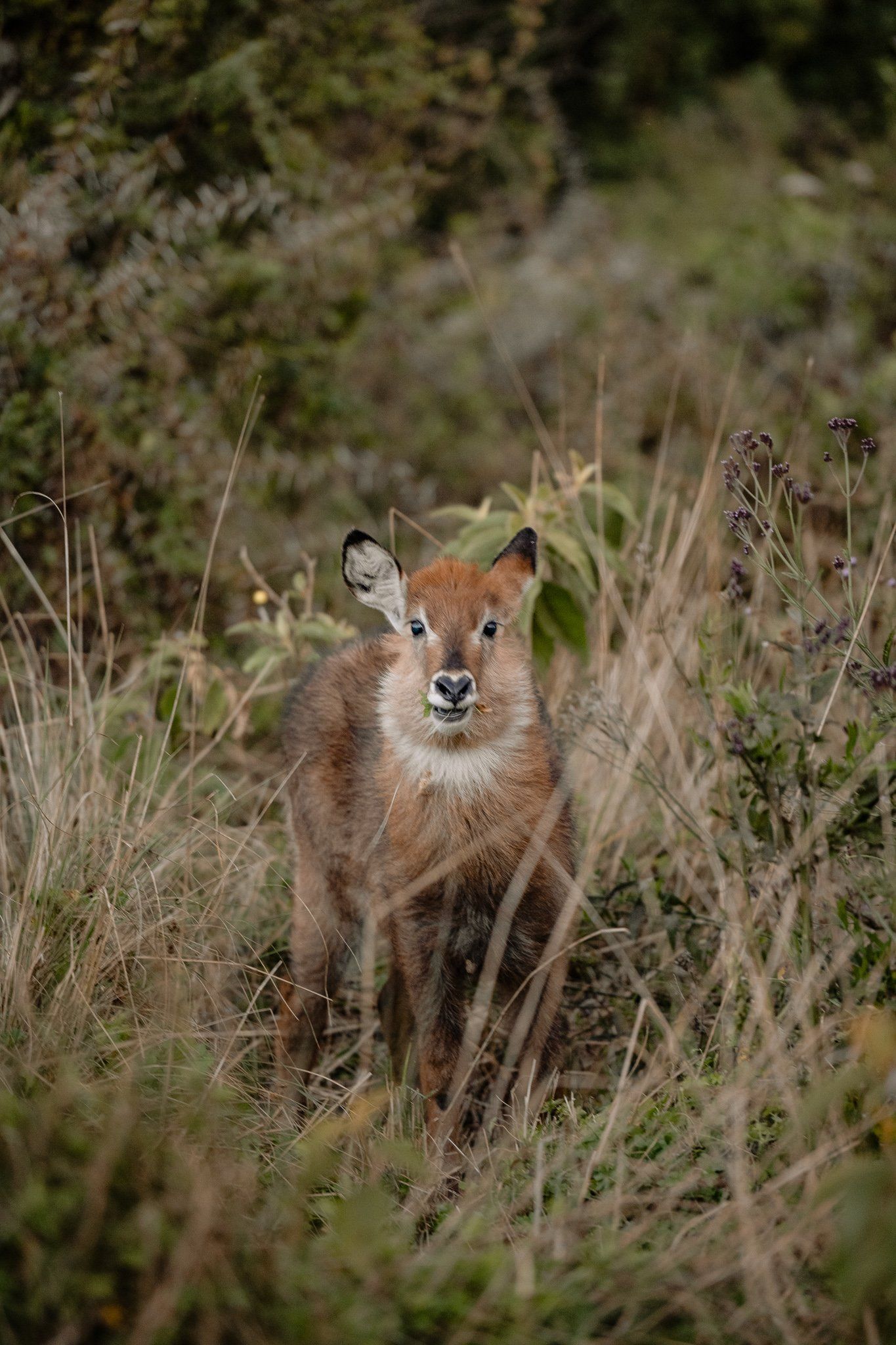 A small deer is standing in a field of tall grass.