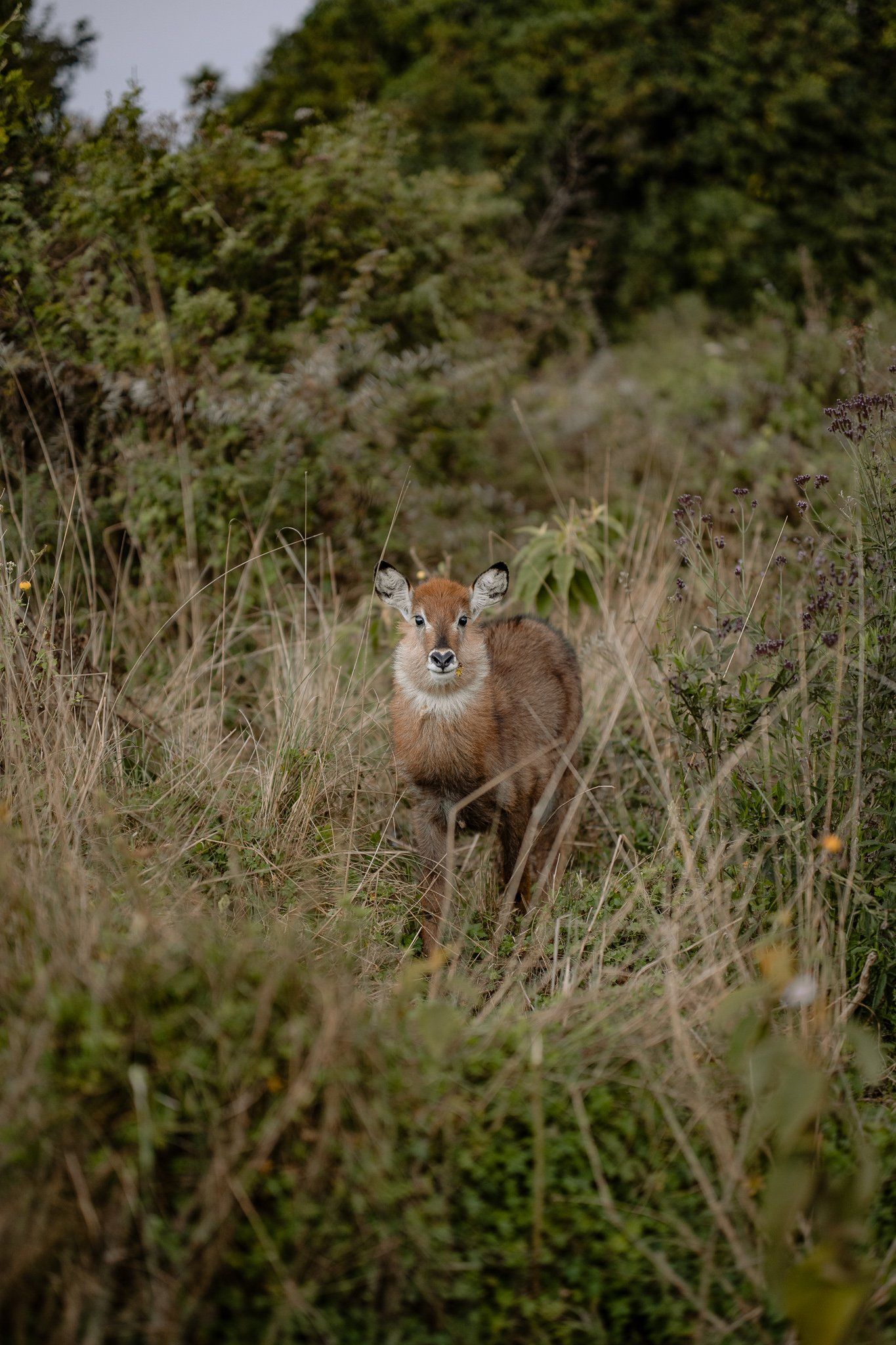 A deer is standing in a field of tall grass looking at the camera.
