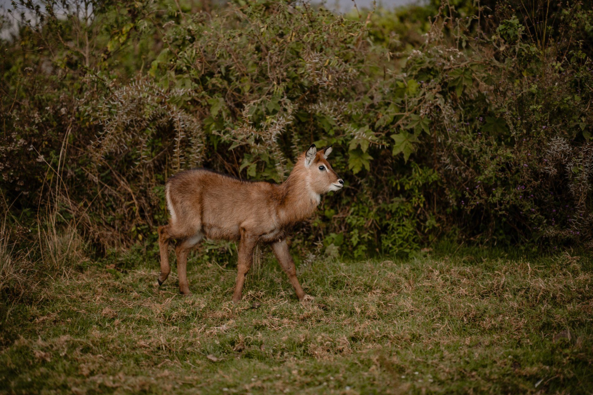 A deer is standing in a grassy field next to a bush.