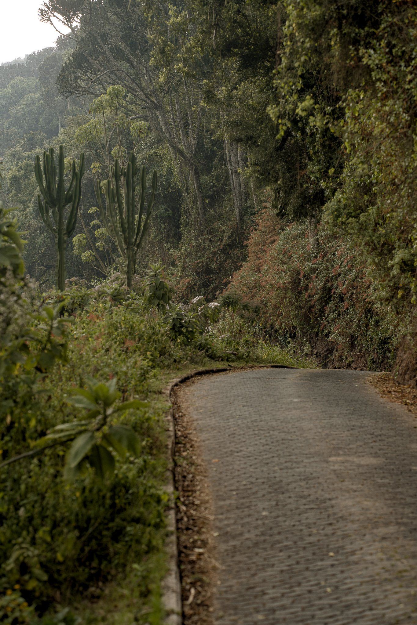 A dirt road going through a lush green forest.