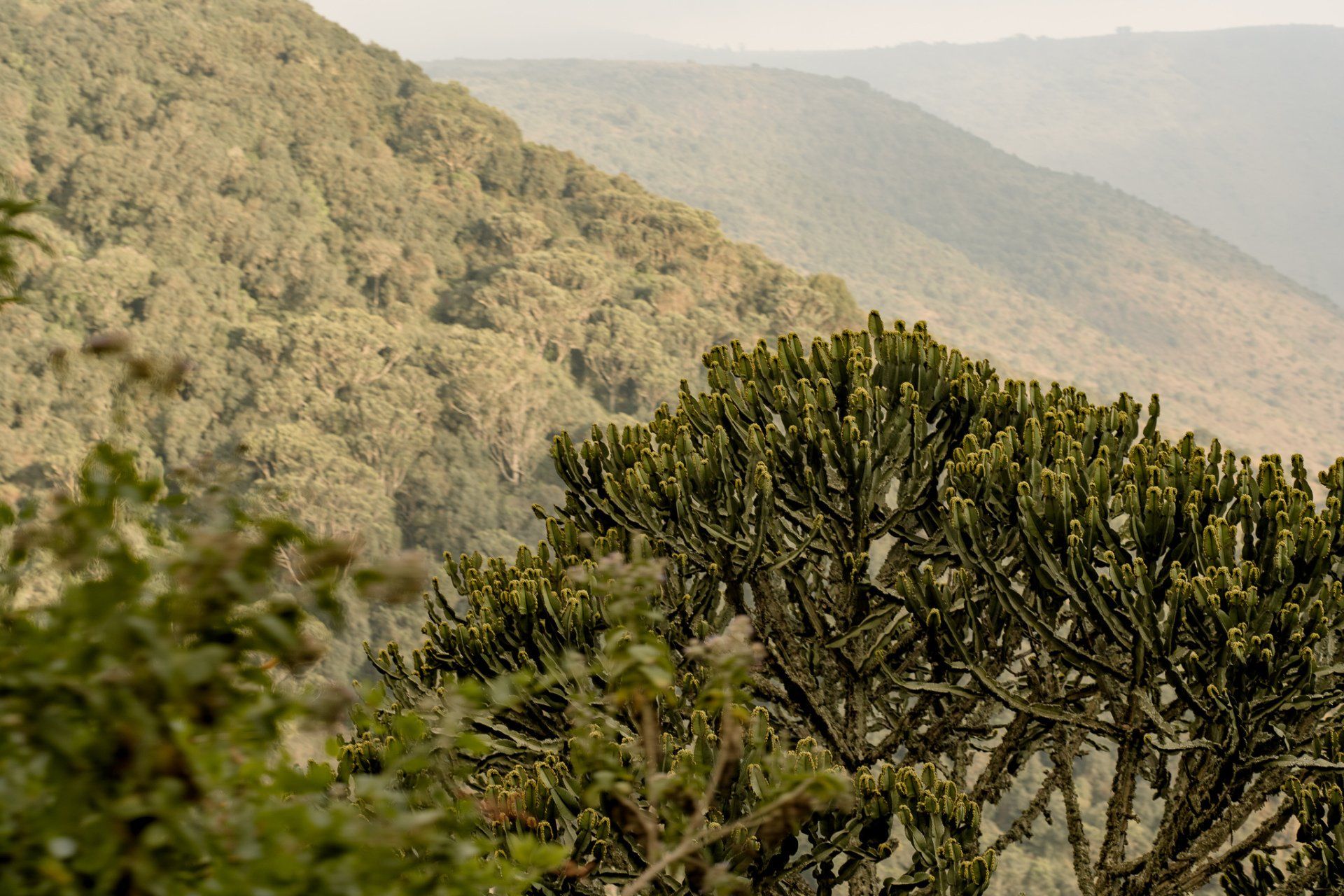 A cactus is growing on the side of a mountain.