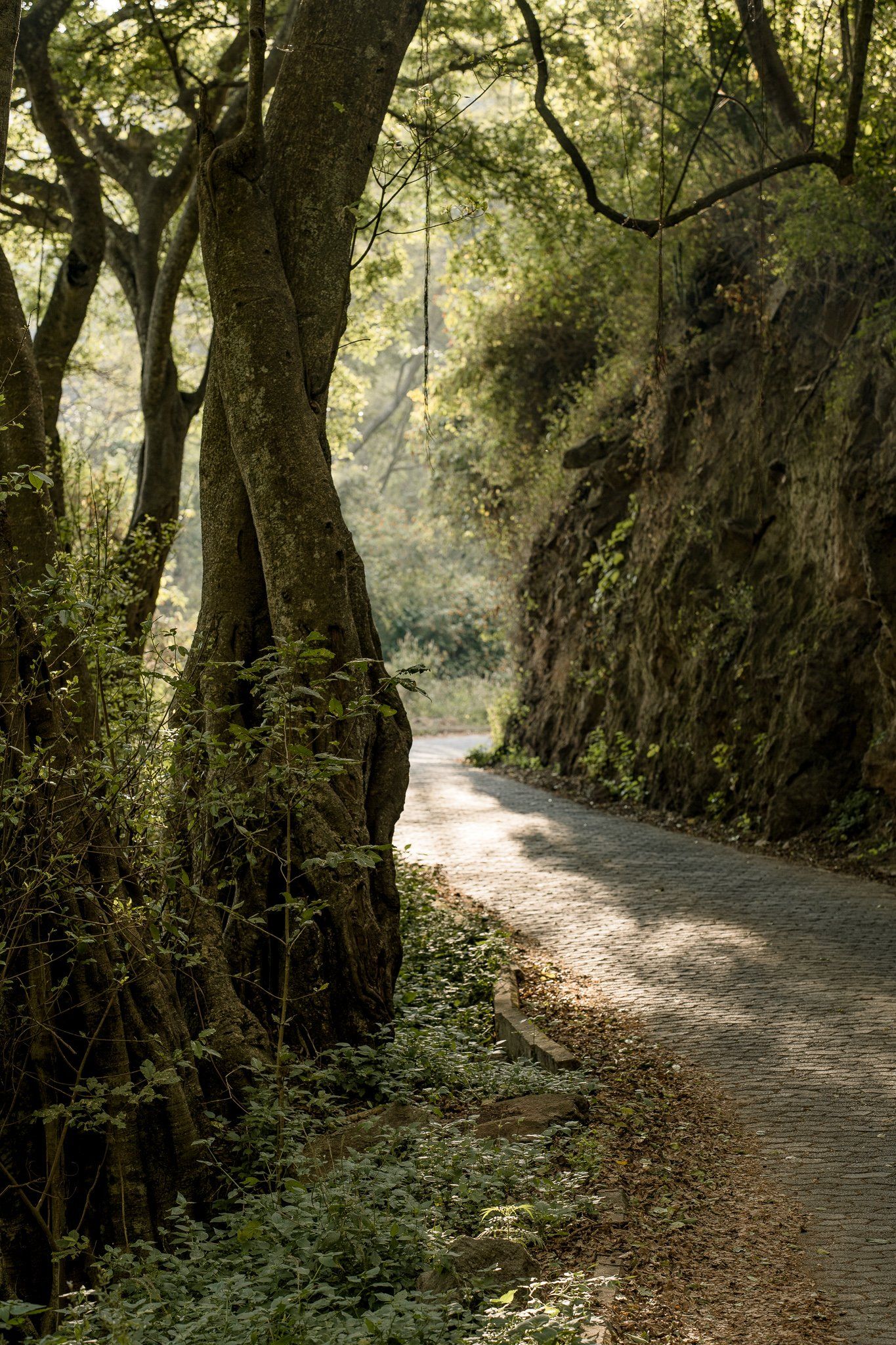 A dirt road going through a lush green forest.