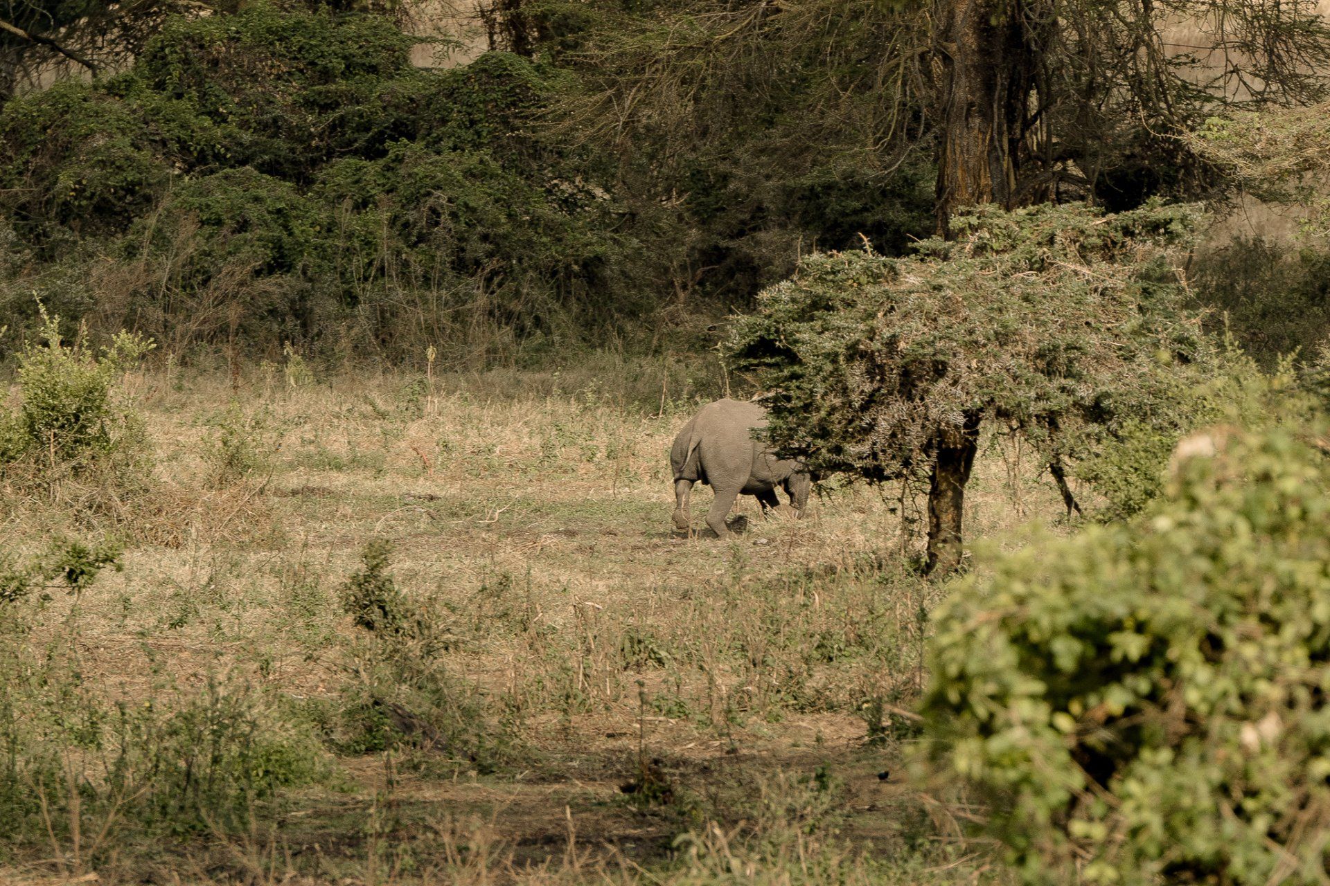 A rhinoceros is walking through a grassy field with trees in the background.