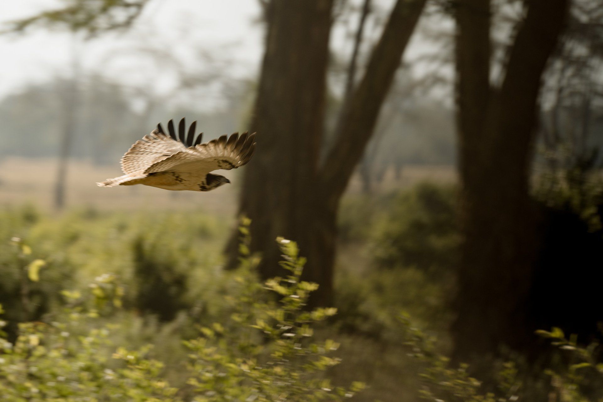A bird is flying over a field in the woods.