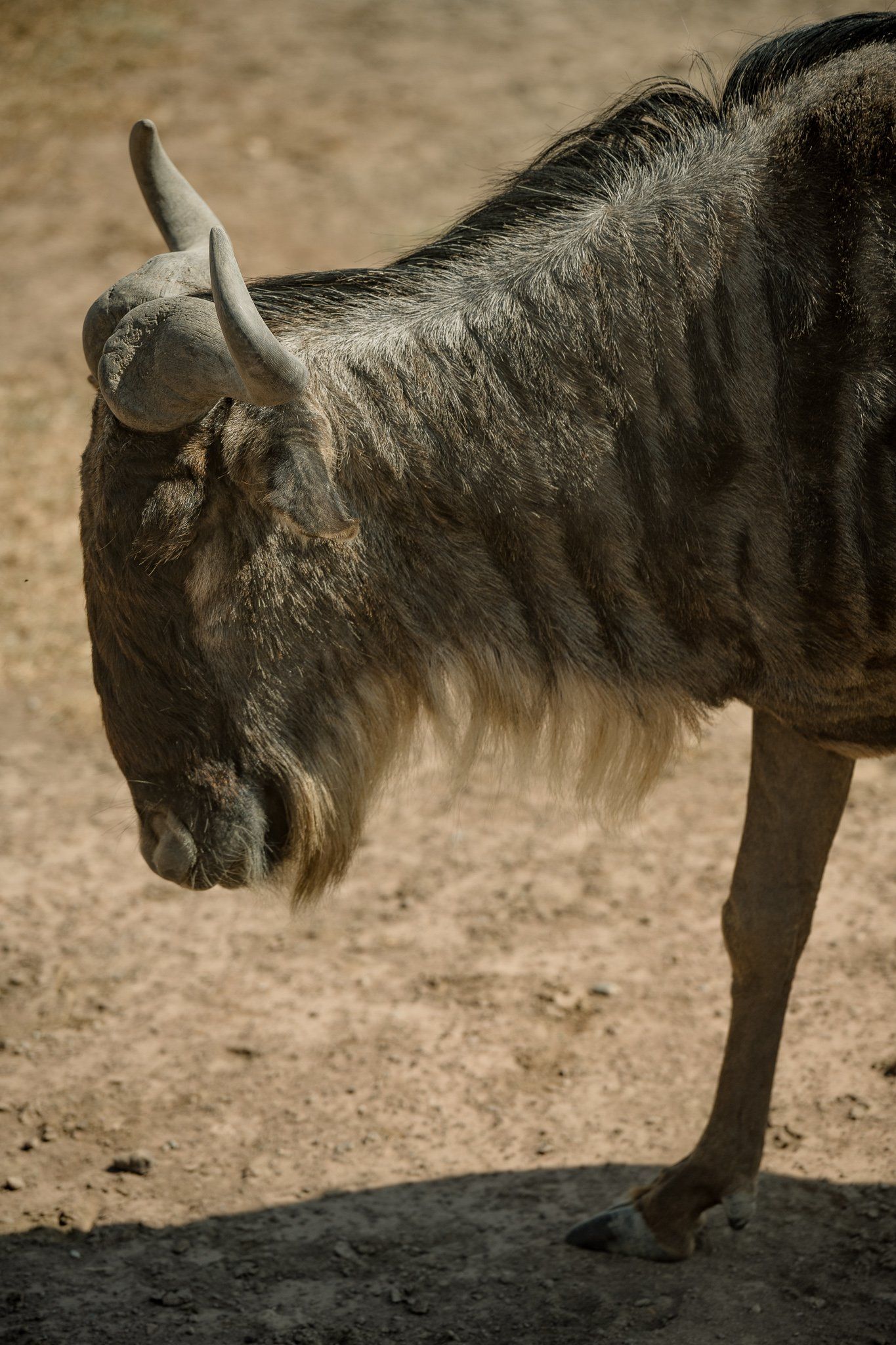 A close up of a wildebeest standing in the dirt.