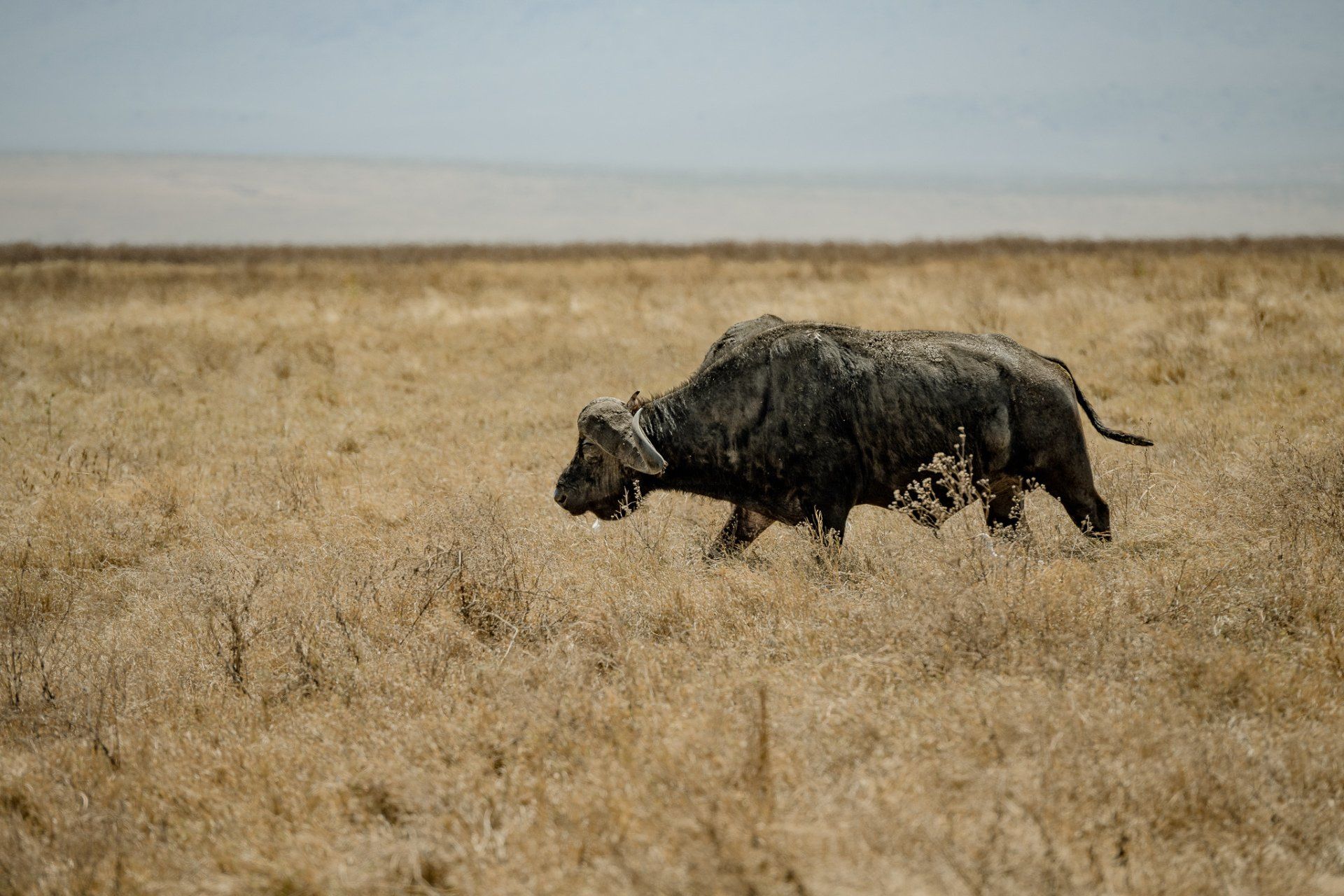 A water buffalo is walking through a dry grass field.