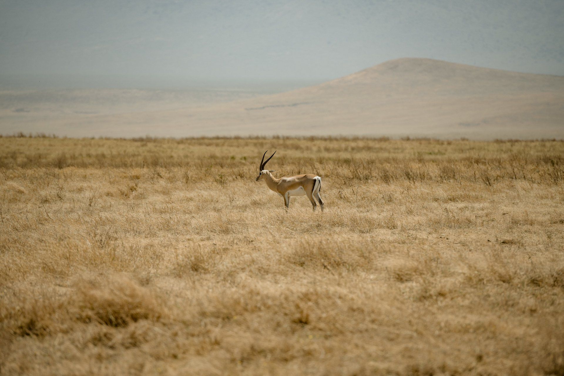 A gazelle is standing in the middle of a dry grass field.