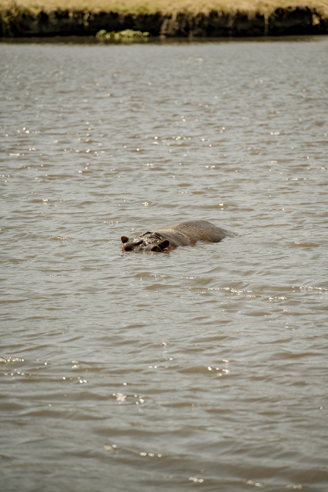 A hippopotamus is floating on its back in the water.