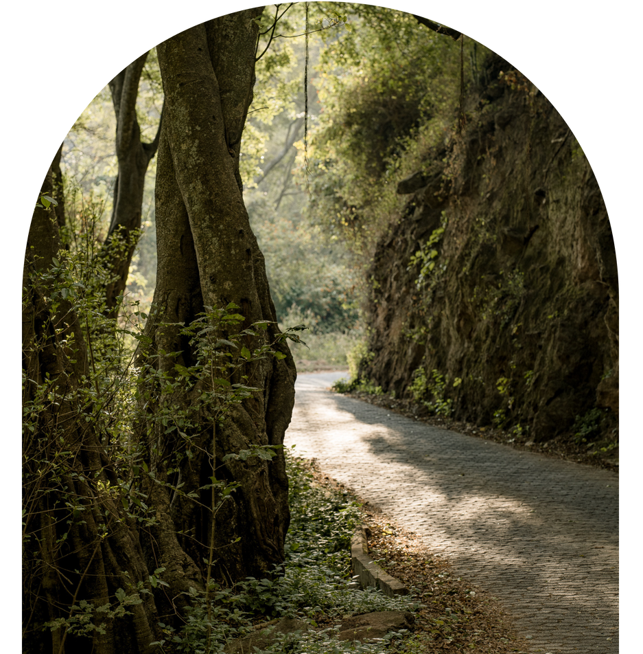 A road going through a forest with trees on both sides