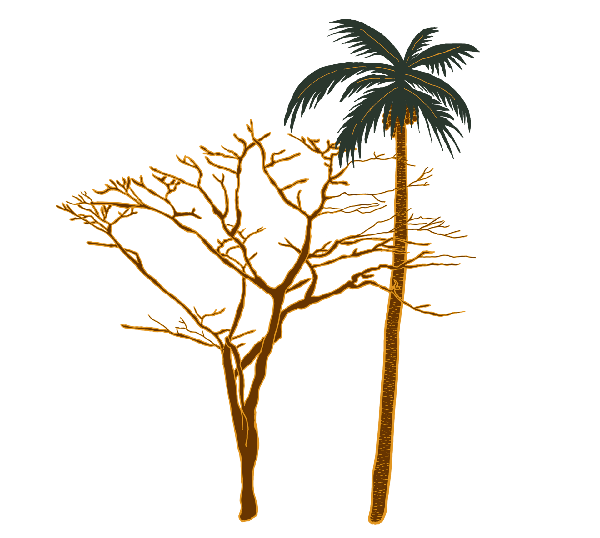 A drawing of a palm tree and a tree without leaves