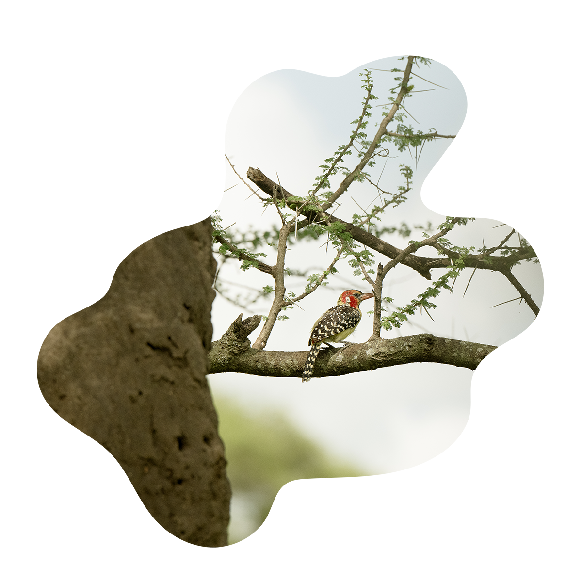 A small bird perched on a tree branch