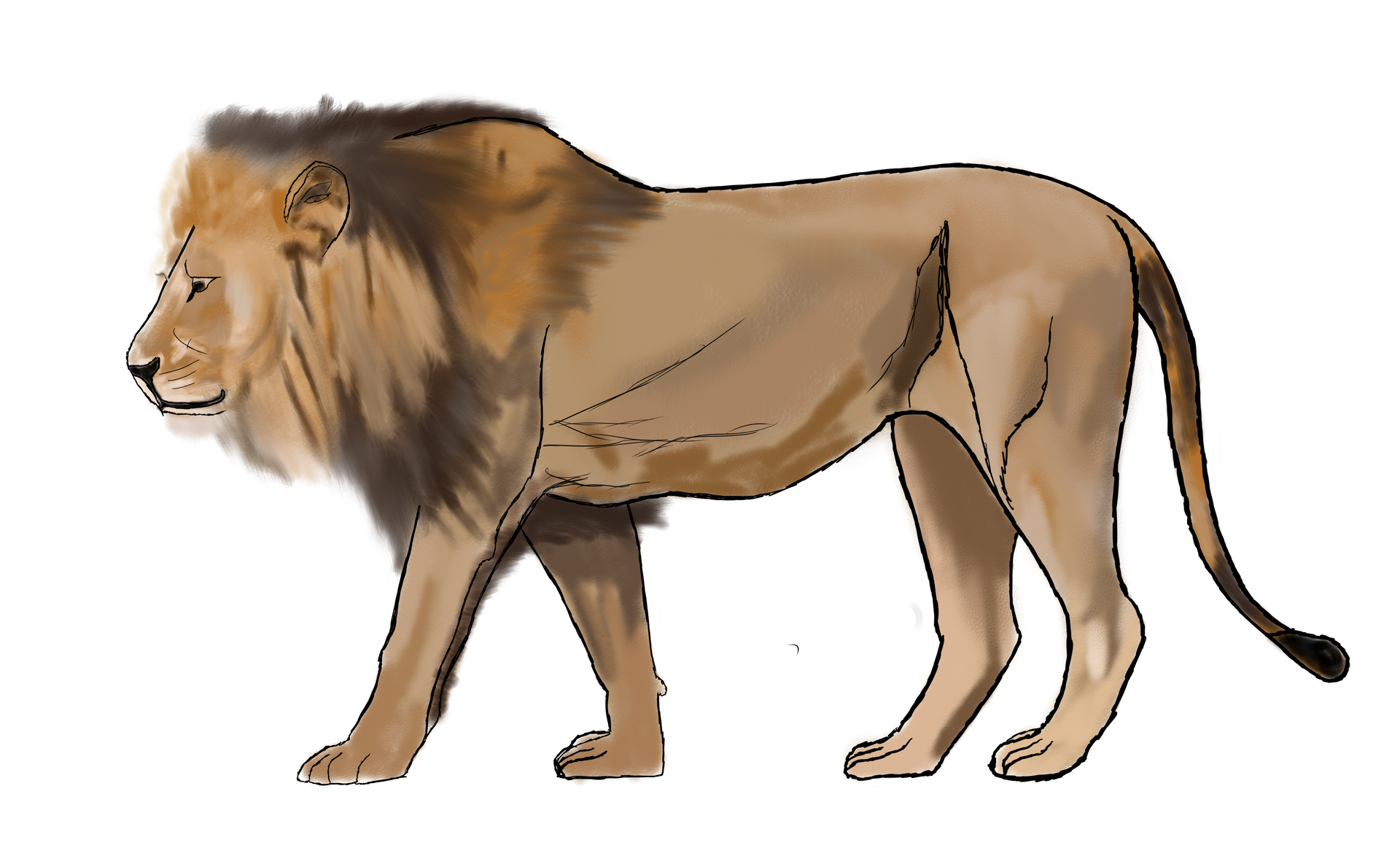 A drawing of a lion standing on a white background