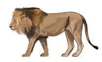 A drawing of a lion standing on a white background