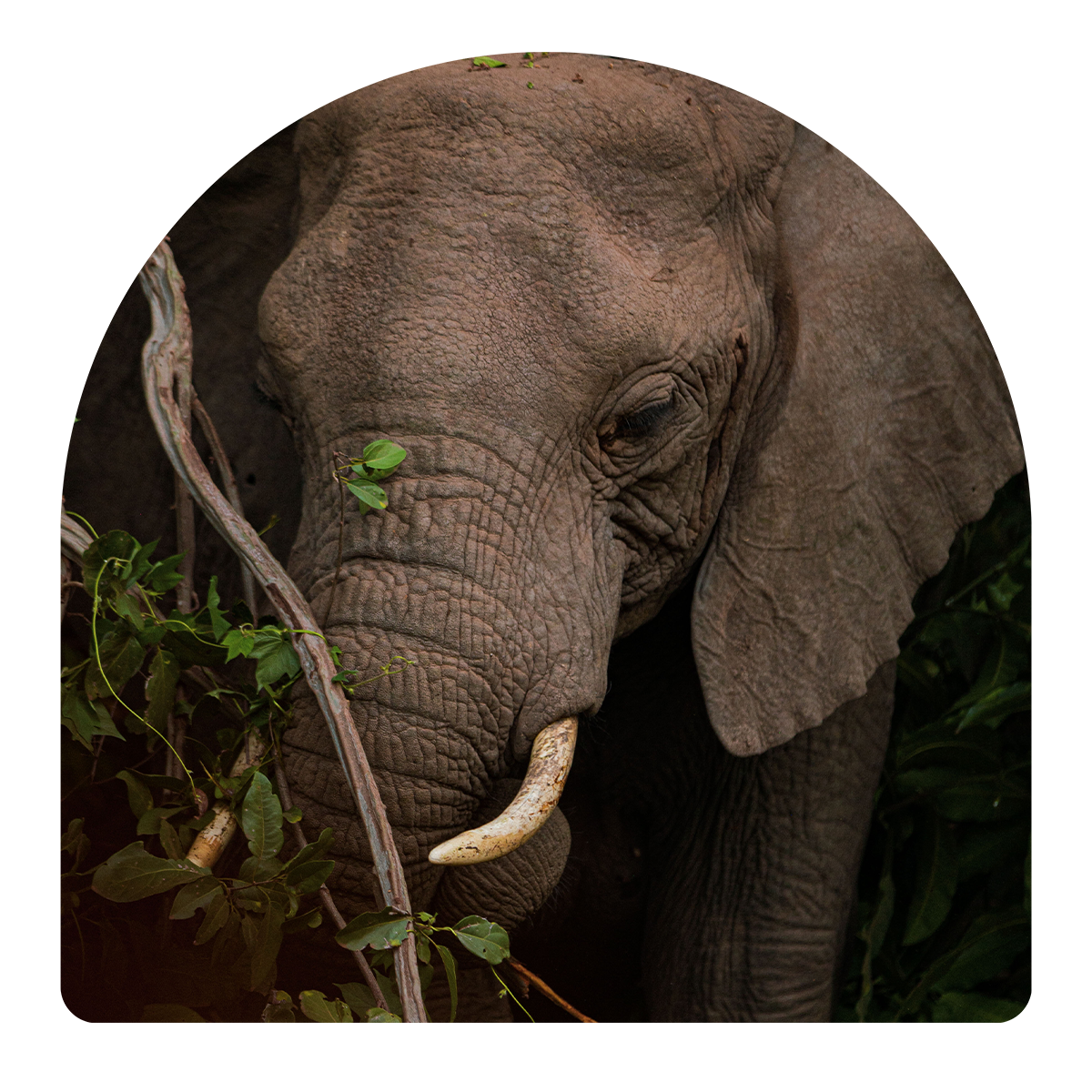 A close up of an elephant eating leaves from a tree