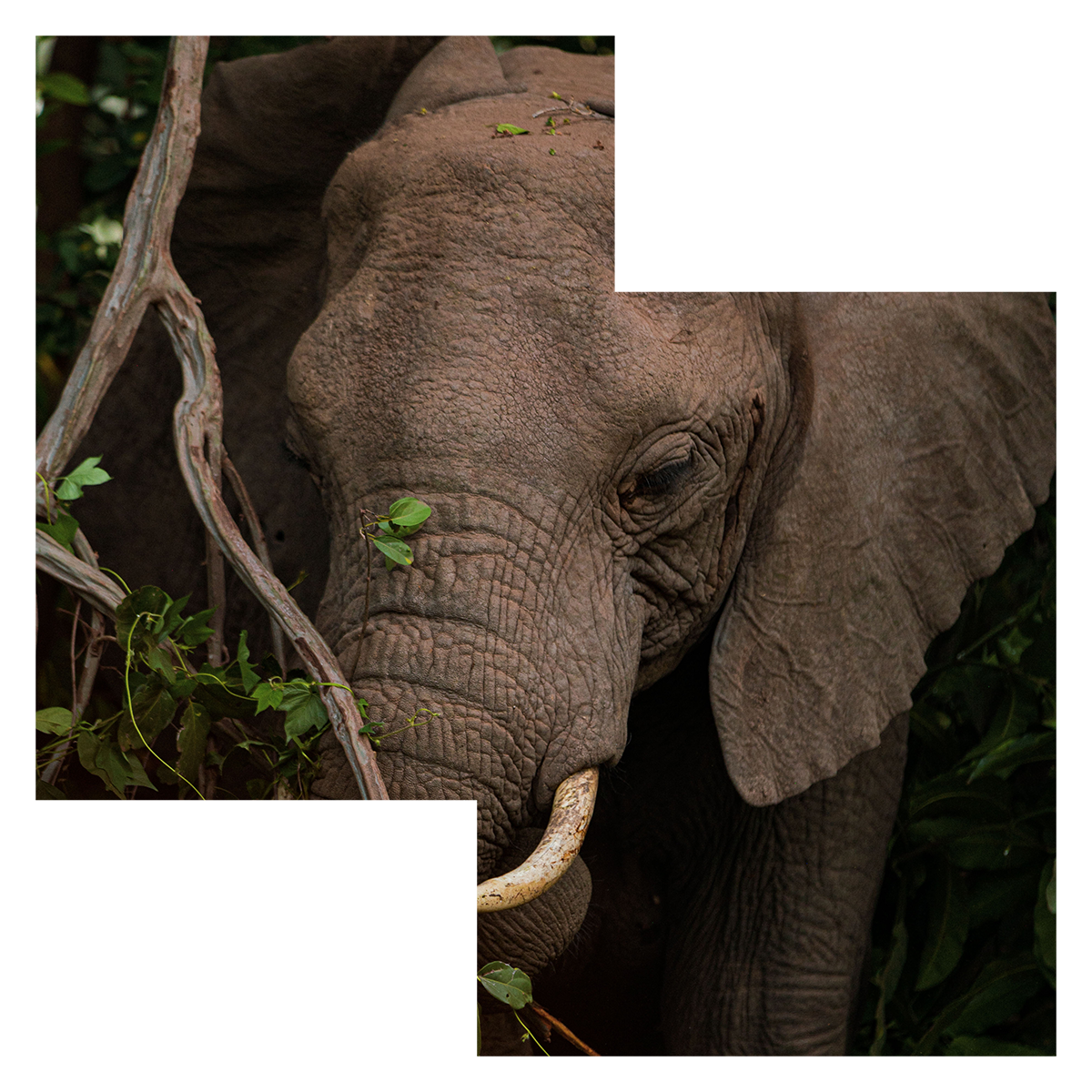 A close up of an elephant 's face with leaves on its nose.