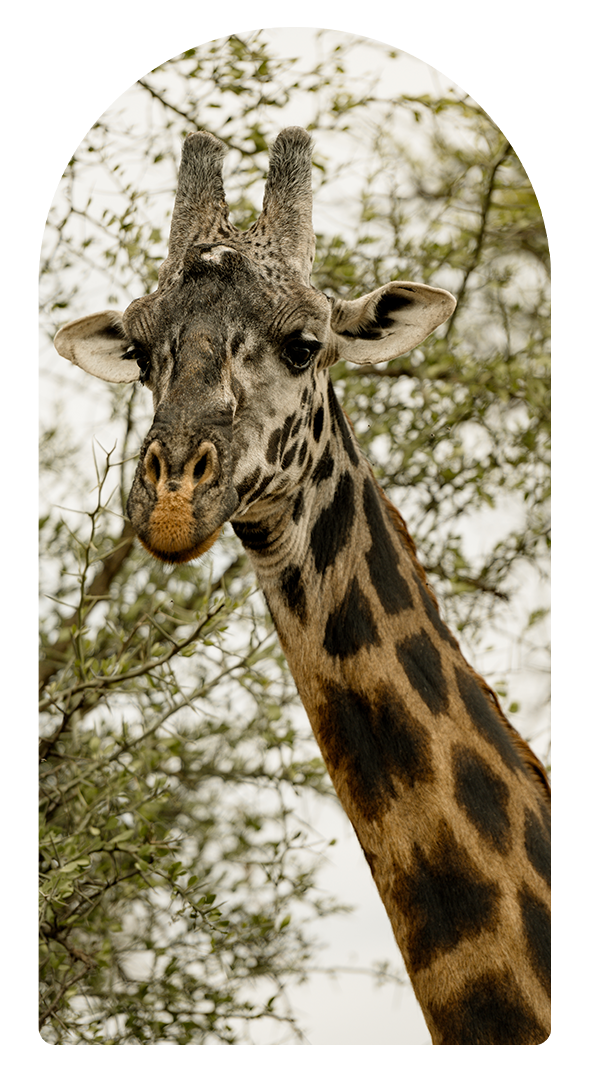 A giraffe is standing next to a tree and looking at the camera.