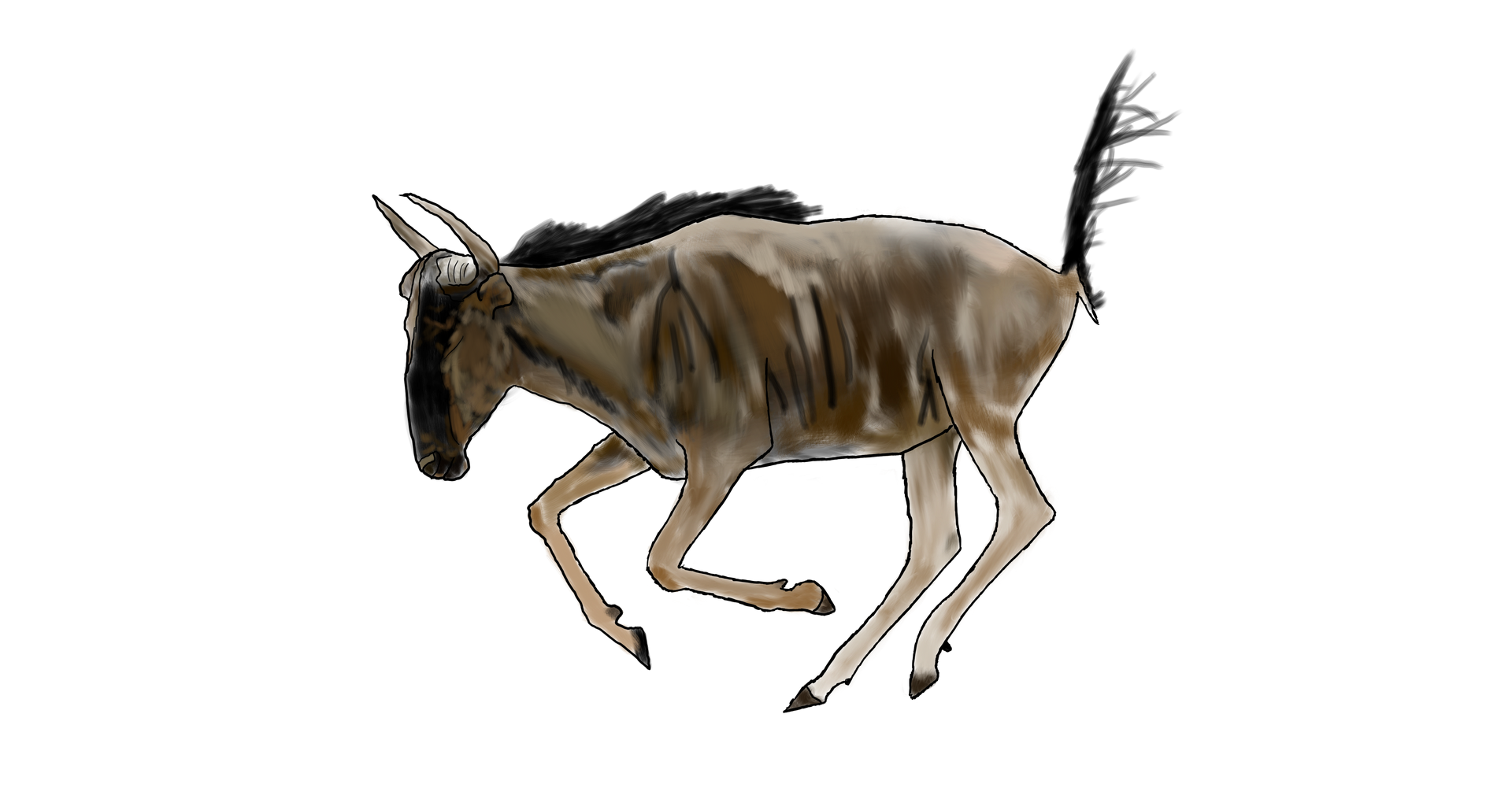 A wildebeest is running on a white background.