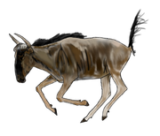 A drawing of a wildebeest running on a white background