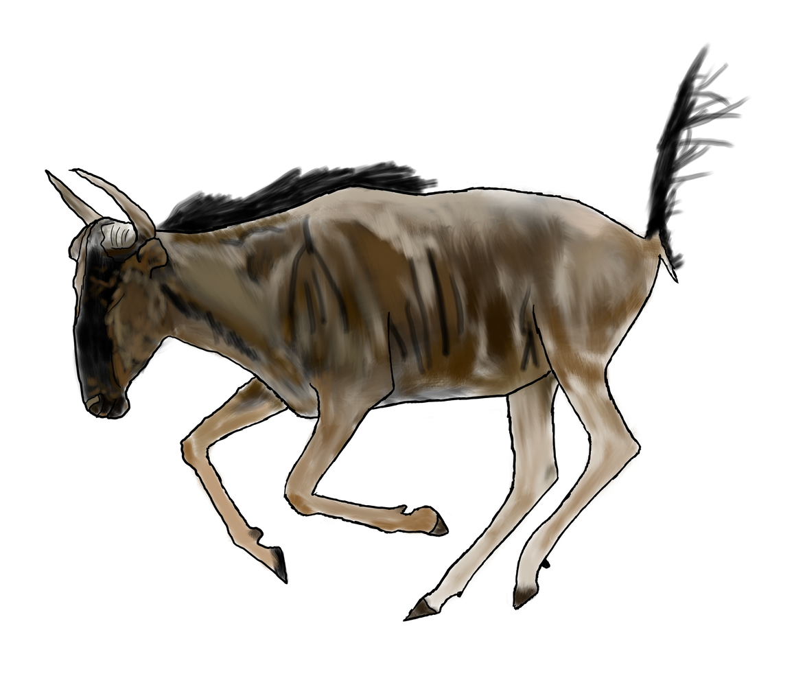 A drawing of a wildebeest running on a white background