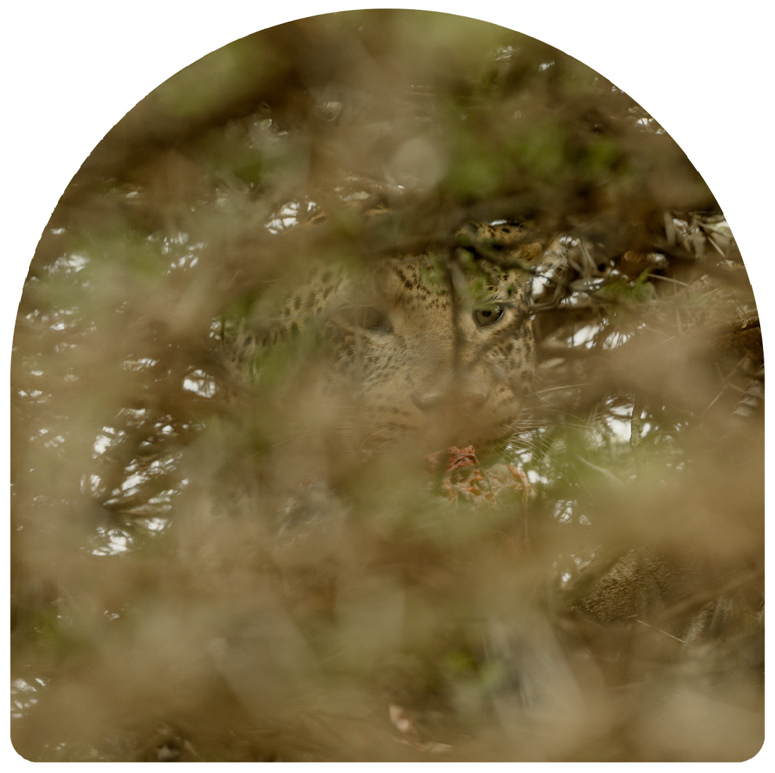 A close up of a frog in a pot of water.