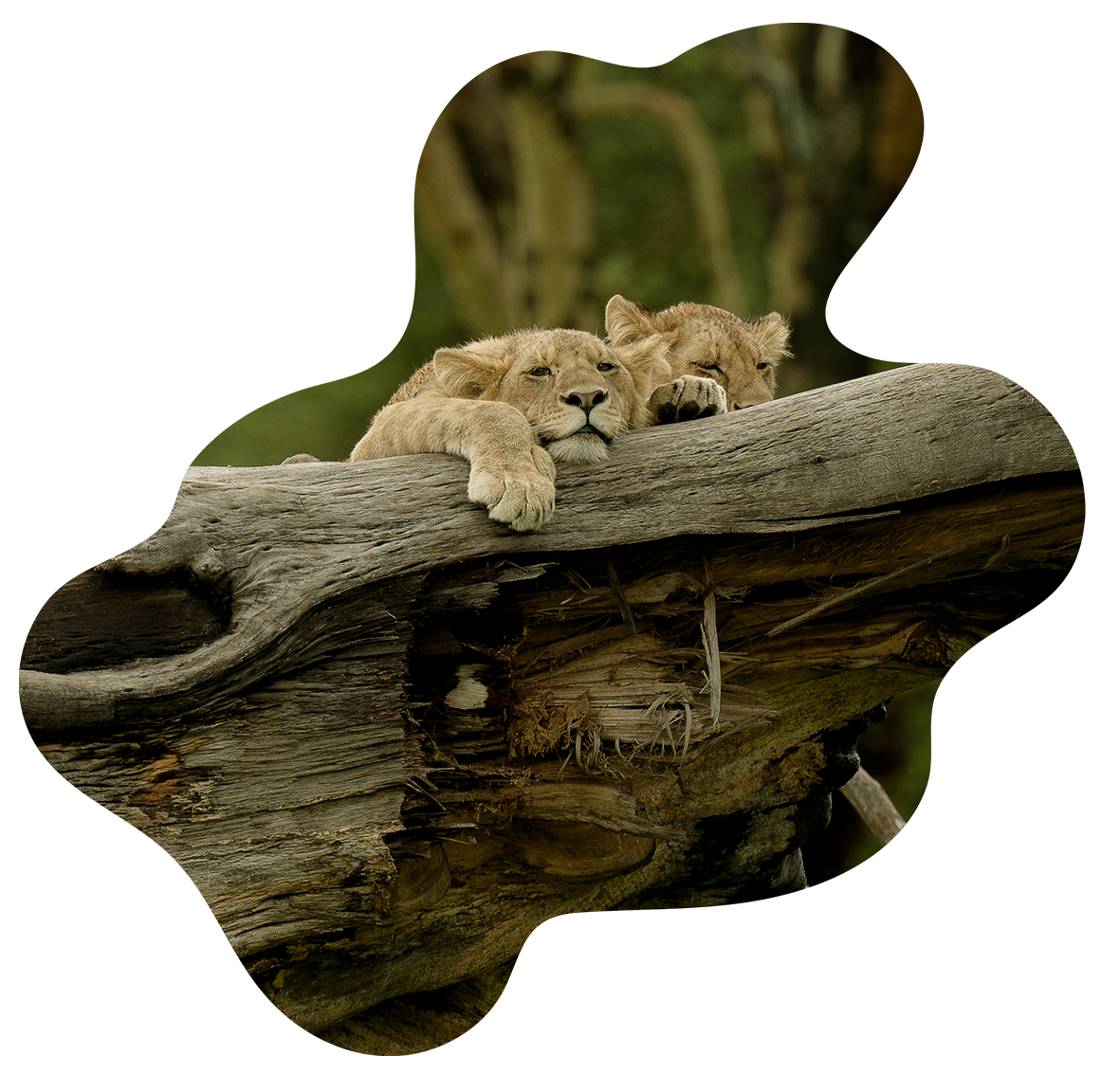 Two lion cubs are sleeping on a tree branch