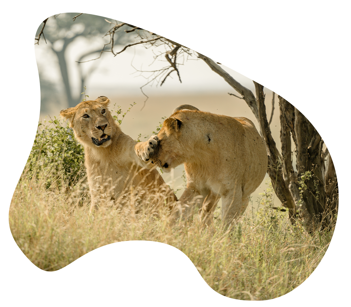 A couple of lions standing next to each other in a field