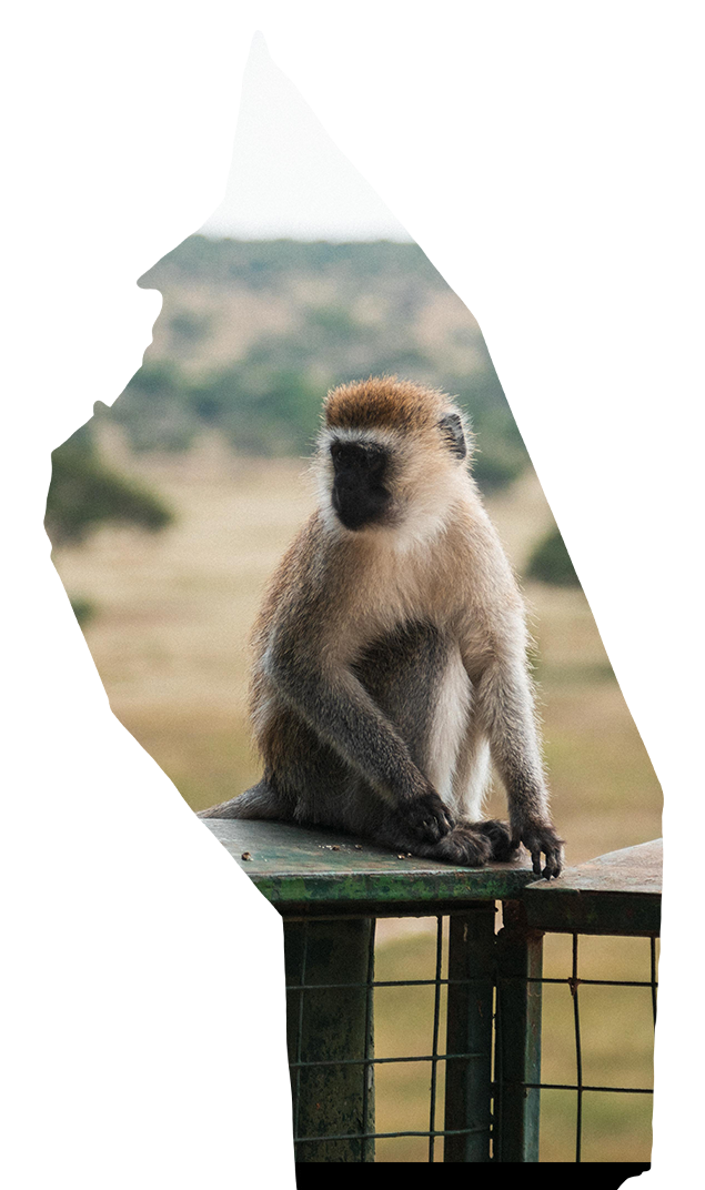 A monkey is sitting on top of a wooden fence.