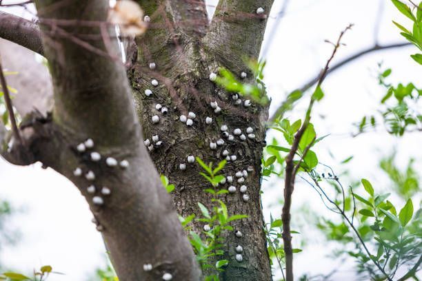 A tree with a lot of white spots on it.