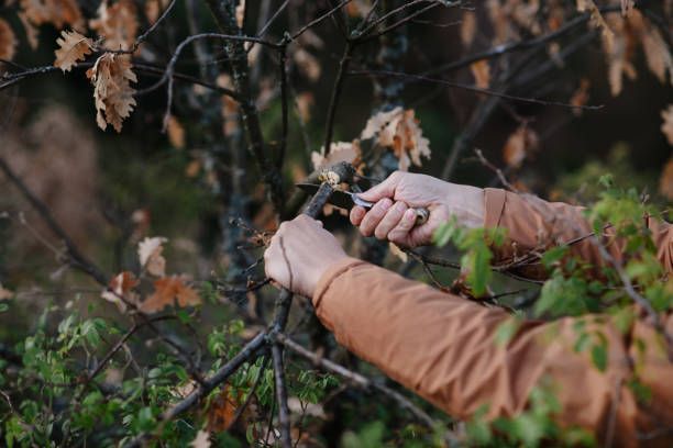A person is cutting a tree branch with a pair of scissors.