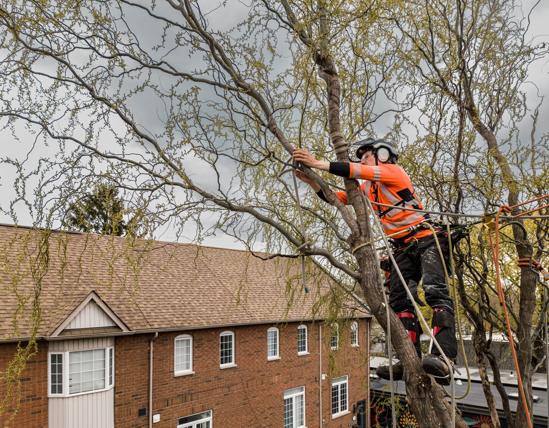 A man is climbing a tree in front of a brick building.
