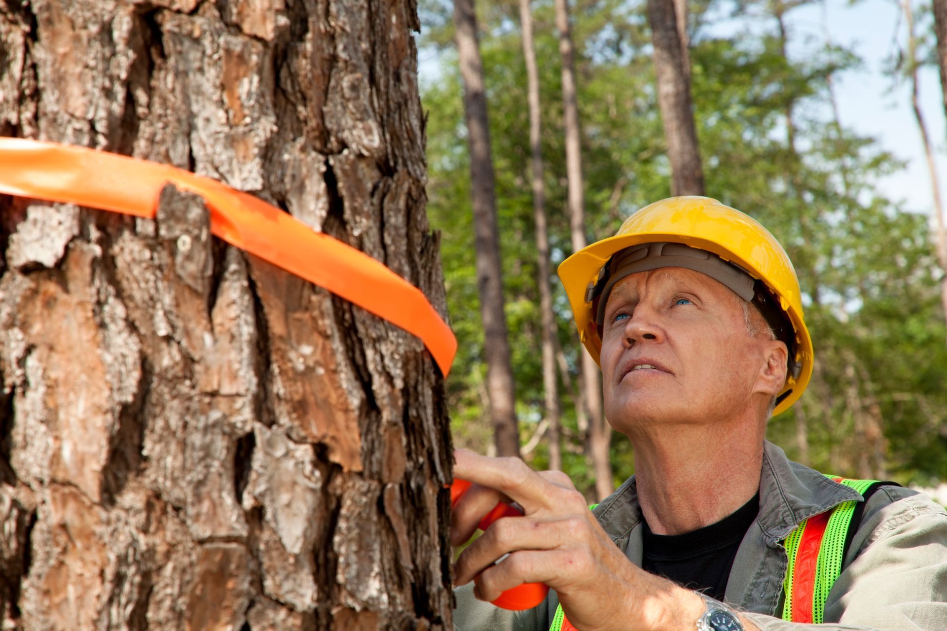 A man in a hard hat is measuring a tree with an orange tape.