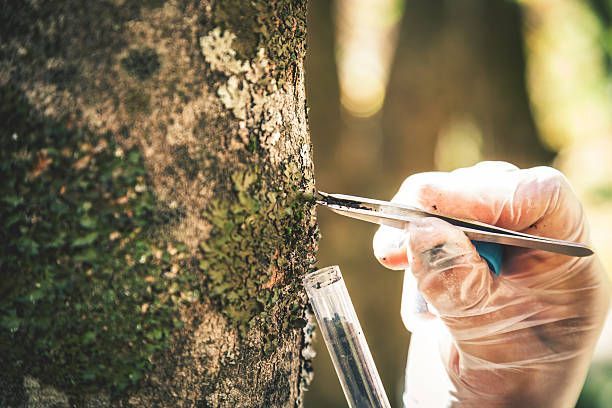 A person is cutting a tree with a pair of scissors.