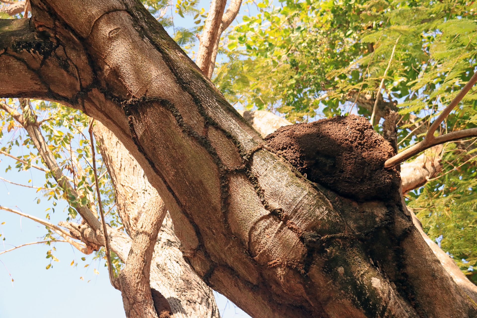 Looking up at a tree with lots of branches and leaves