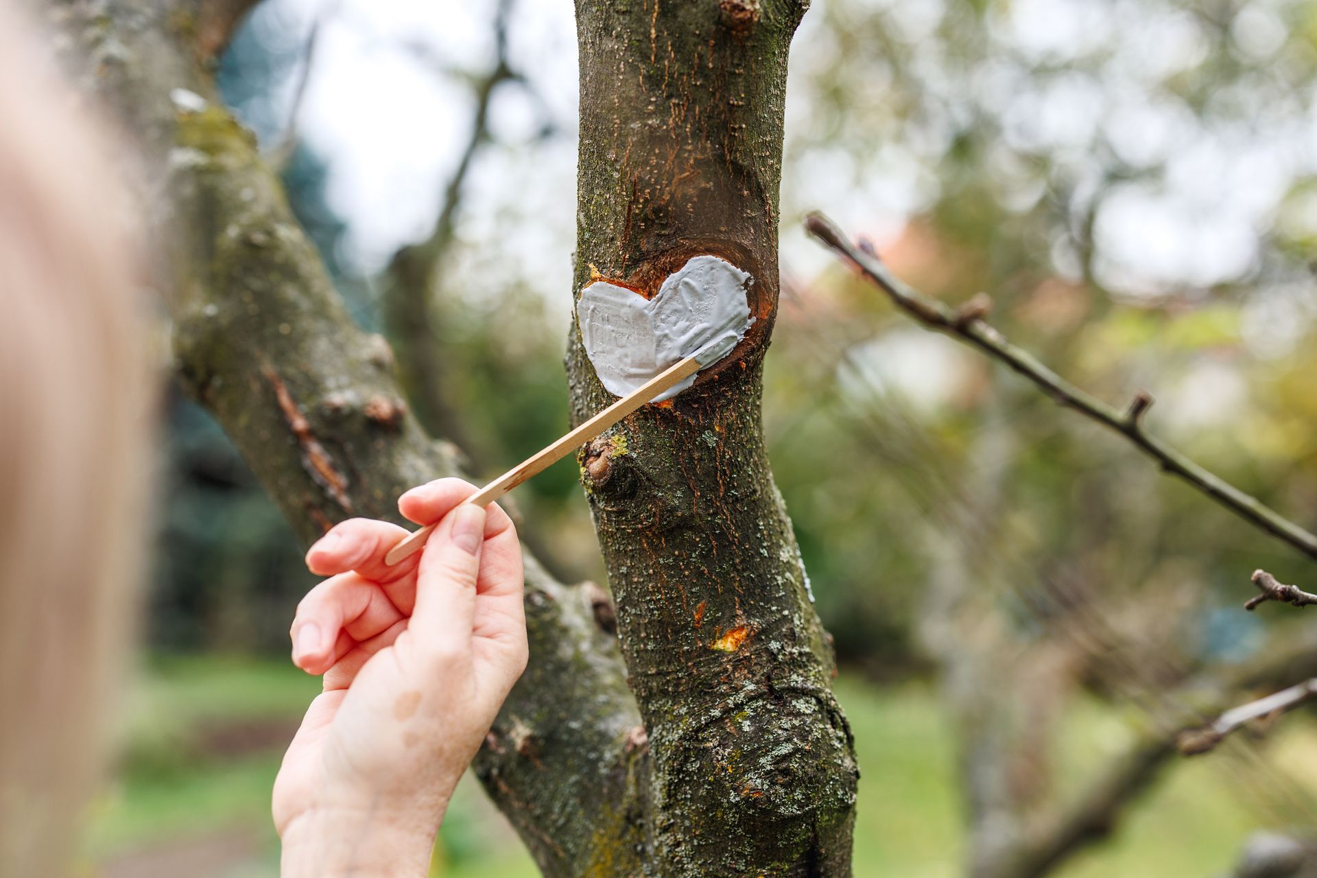A person is painting a heart on a tree branch.