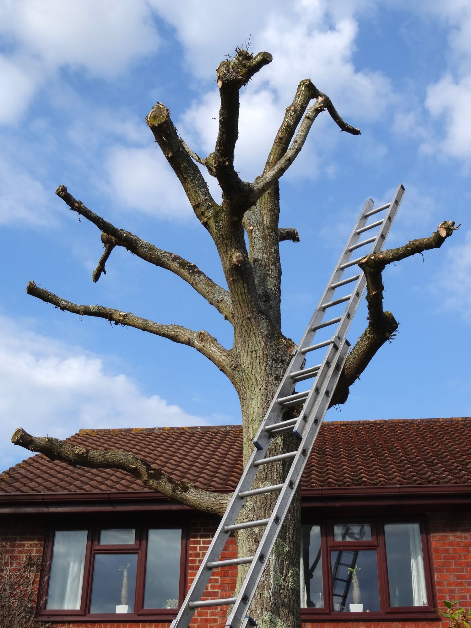 A ladder is leaning against a tree in front of a house