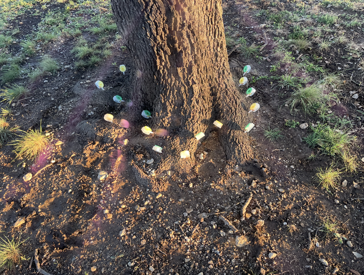 A person is painting a tree with a brush.