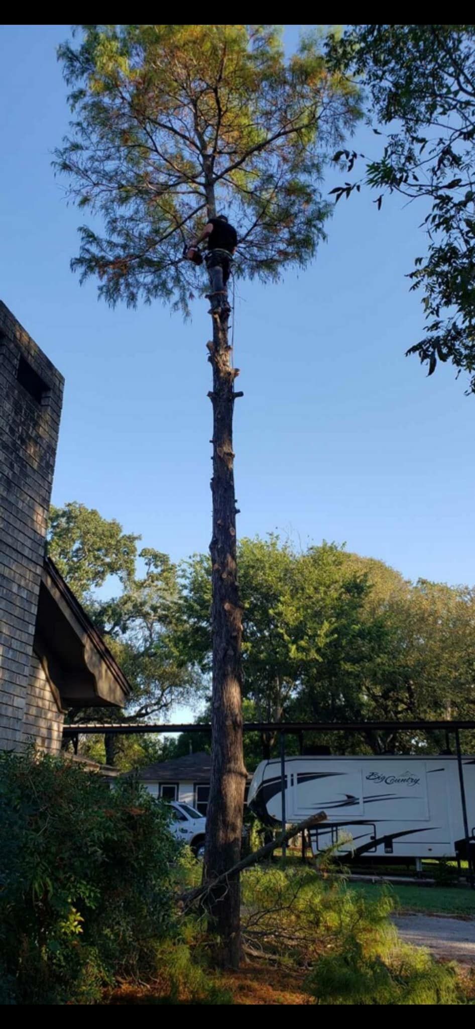 A tree that has fallen on the side of the road.
