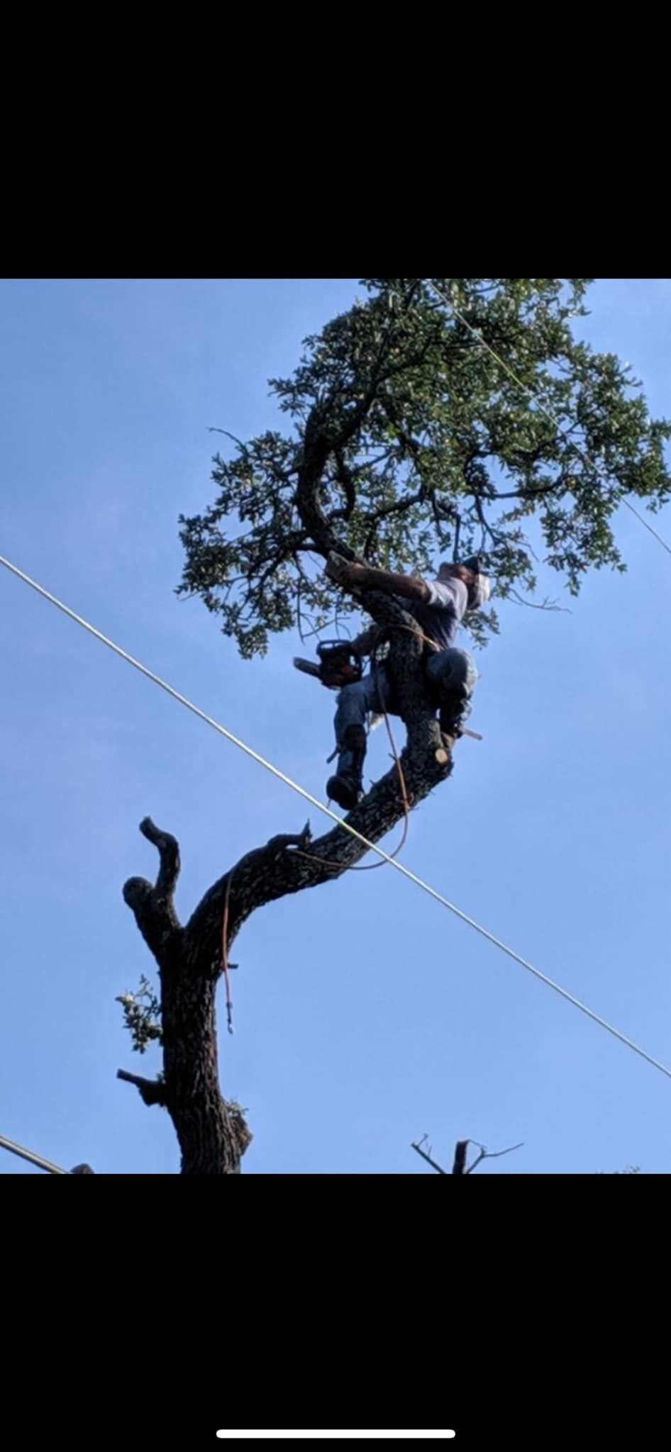 A large tree has fallen on the side of a road in front of a house.