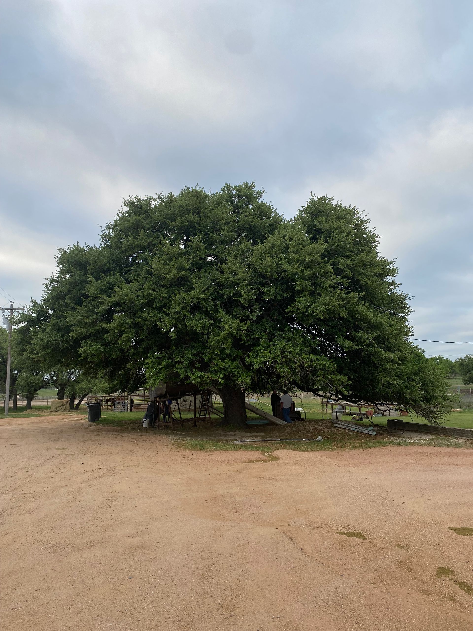 A man is standing on top of a tree.