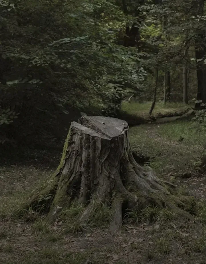 stump removal slider image