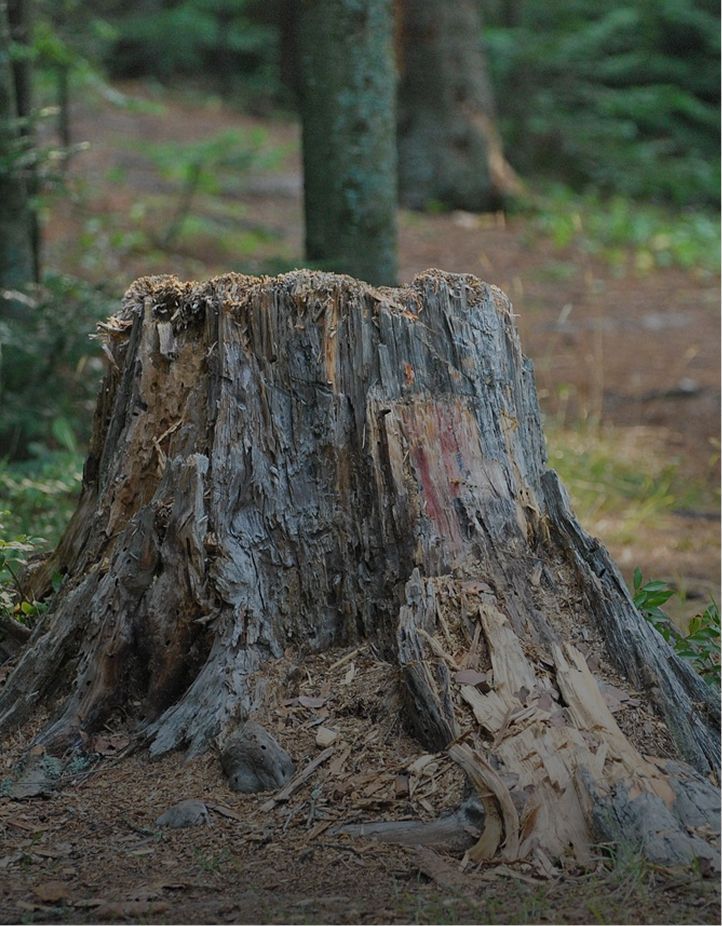 land clearing slider image