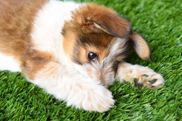 Brown and white puppy lying on green artificial grass, covering its face with a paw.