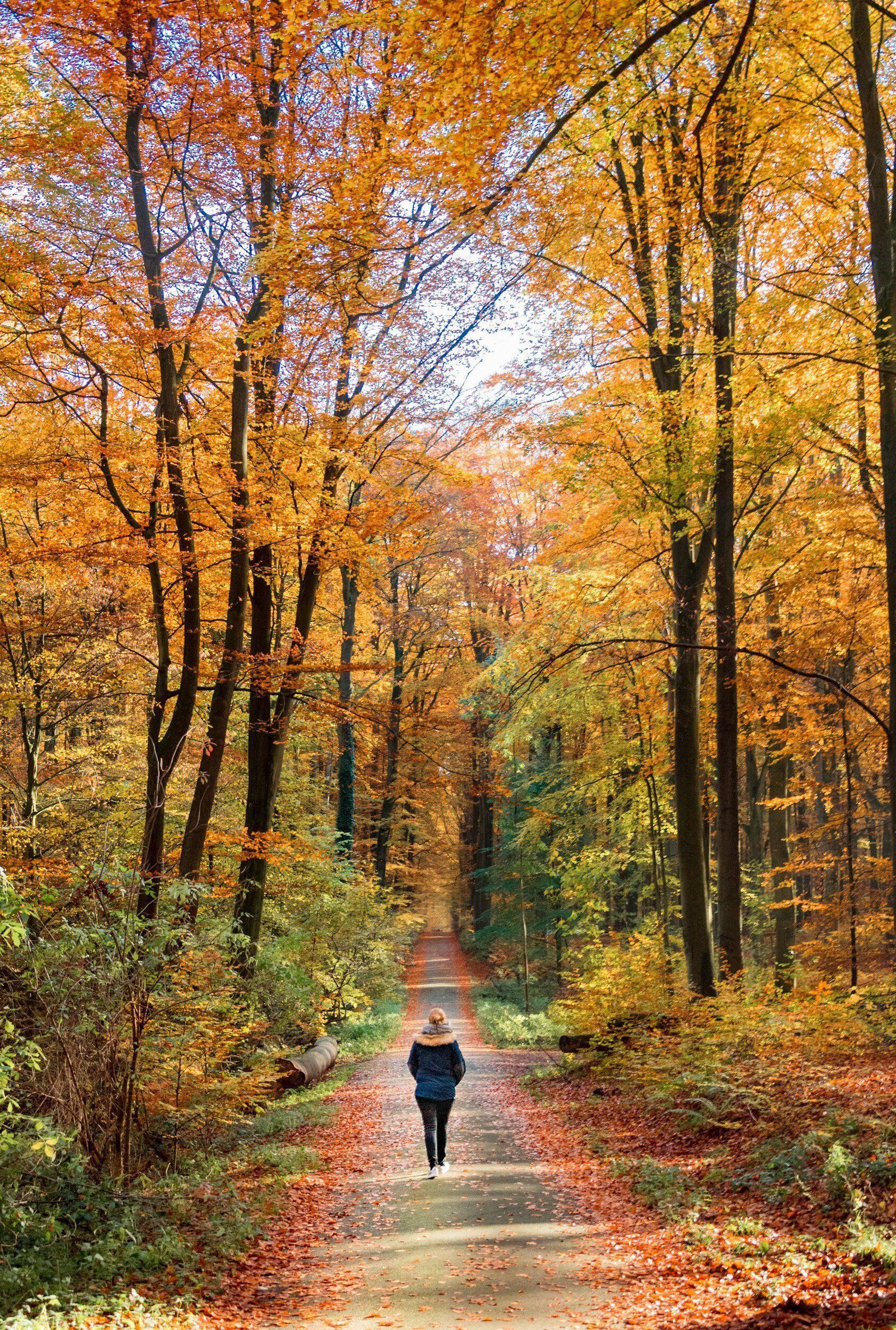 A person is walking down a path in the woods.