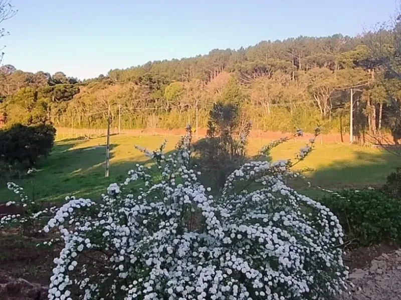 Paisagem verdejante com um arbusto florido de cor branca em primeiro plano, floresta e linhas de energia ao fundo.
