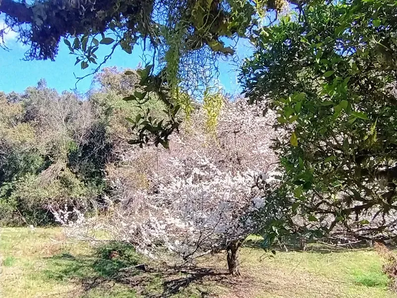Árvore branca florida em um prado com outras árvores ao fundo, sob um céu azul.