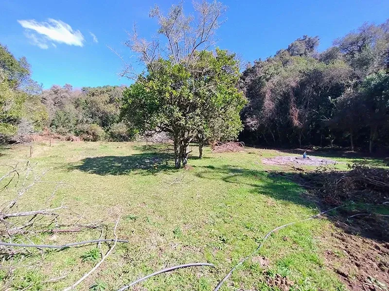 Clareira gramada com uma árvore, cercada por árvores e folhagem sob um céu azul.