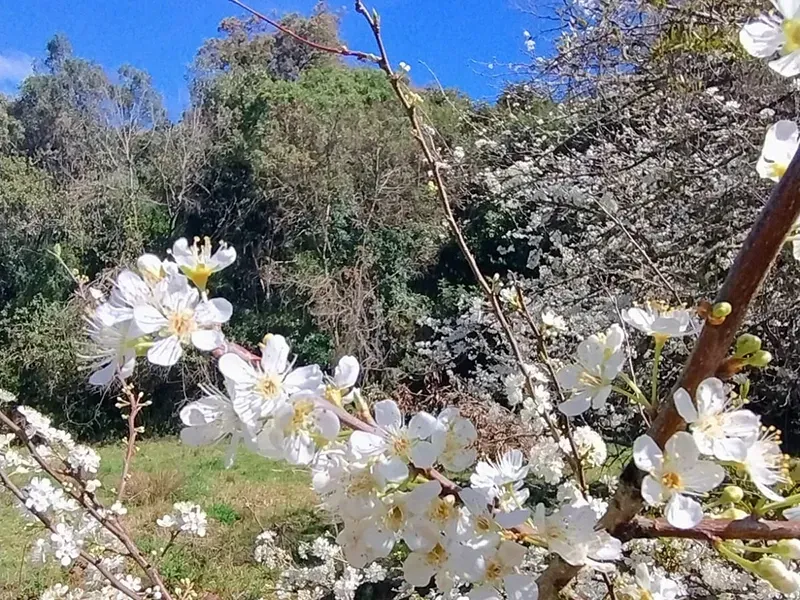 Flores brancas em galhos contra um pano de fundo de árvores verdes e um céu azul.