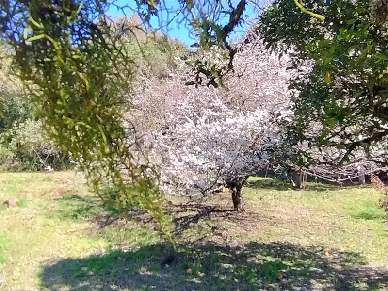 Árvore florida com flores brancas em uma área gramada, emoldurada por outras árvores, sob um céu azul.