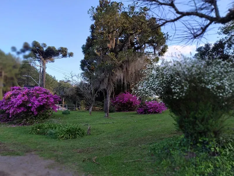 Parque verdejante com arbustos, árvores e grama floridos em tons vibrantes de rosa e branco, sob um céu azul.