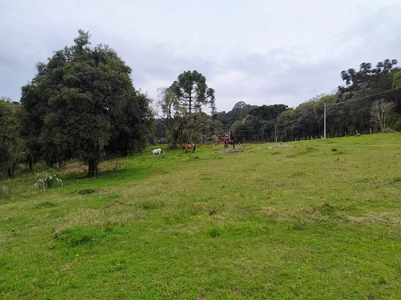 Pastagem verdejante com cavalos pastando sob um céu nublado, com árvores margeando a área.